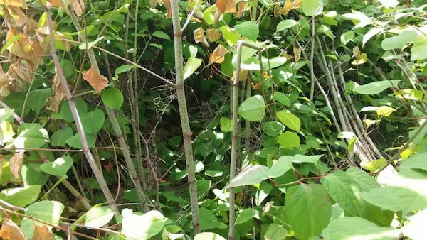 Japanse-duizendknoop herkennen in het wild